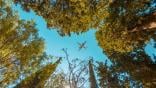 Airplane flying over autumn trees